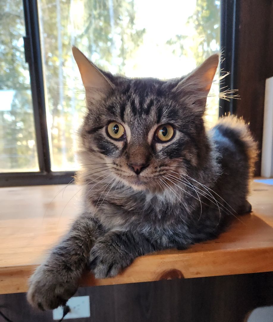 Henry, a Adopted mixed breed in Brenham, TX image 6/6