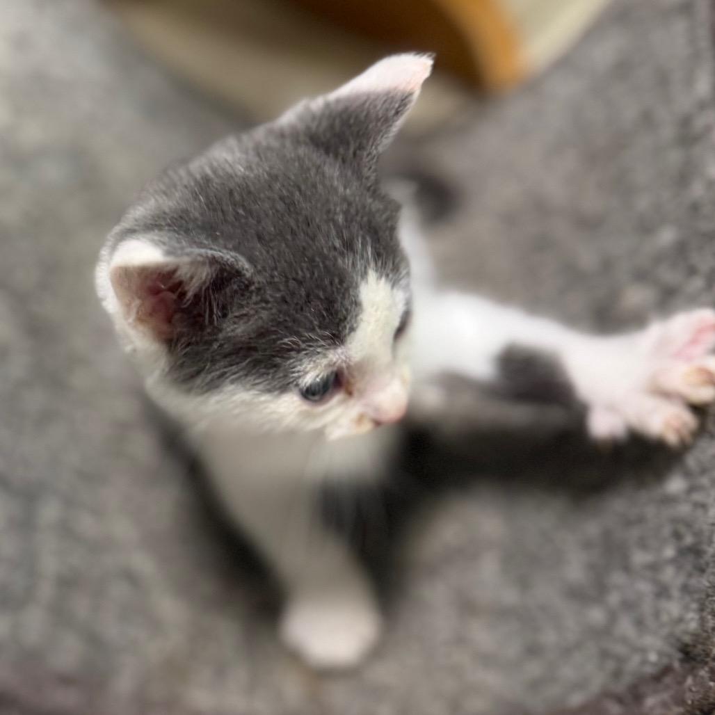 Augustus, Adoptable, Kitten Male Domestic Short Hair.