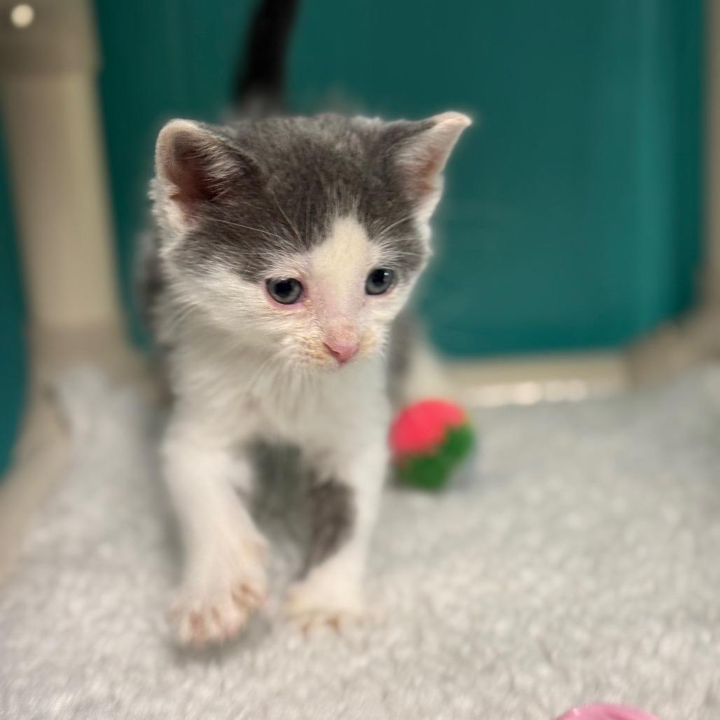 Augustus, a Adoptable Domestic Short Hair in Chariton, IA image 2/4