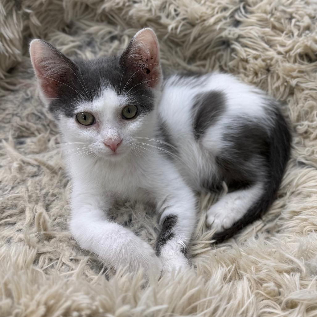 Augustus, a Adoptable Domestic Short Hair in Chariton, IA image 3/6