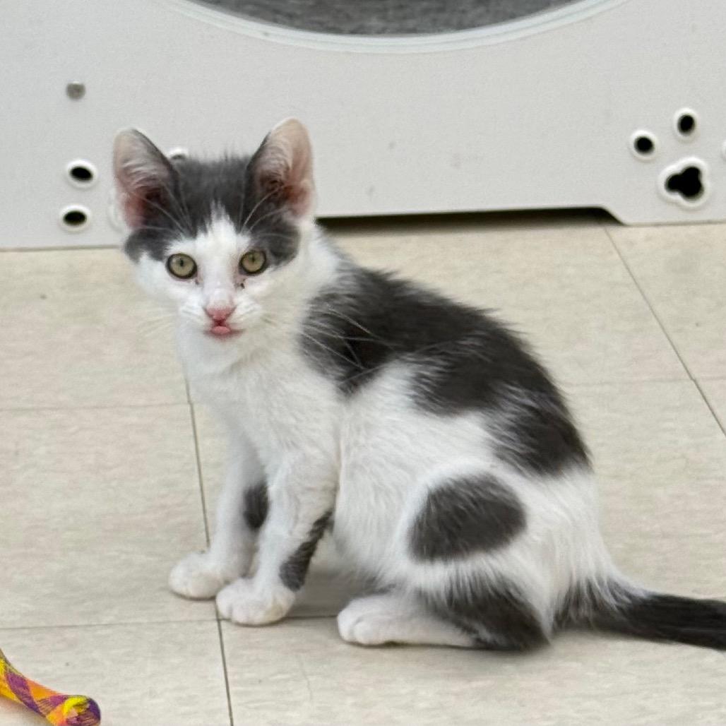 Augustus, a Adoptable Domestic Short Hair in Chariton, IA image 4/6