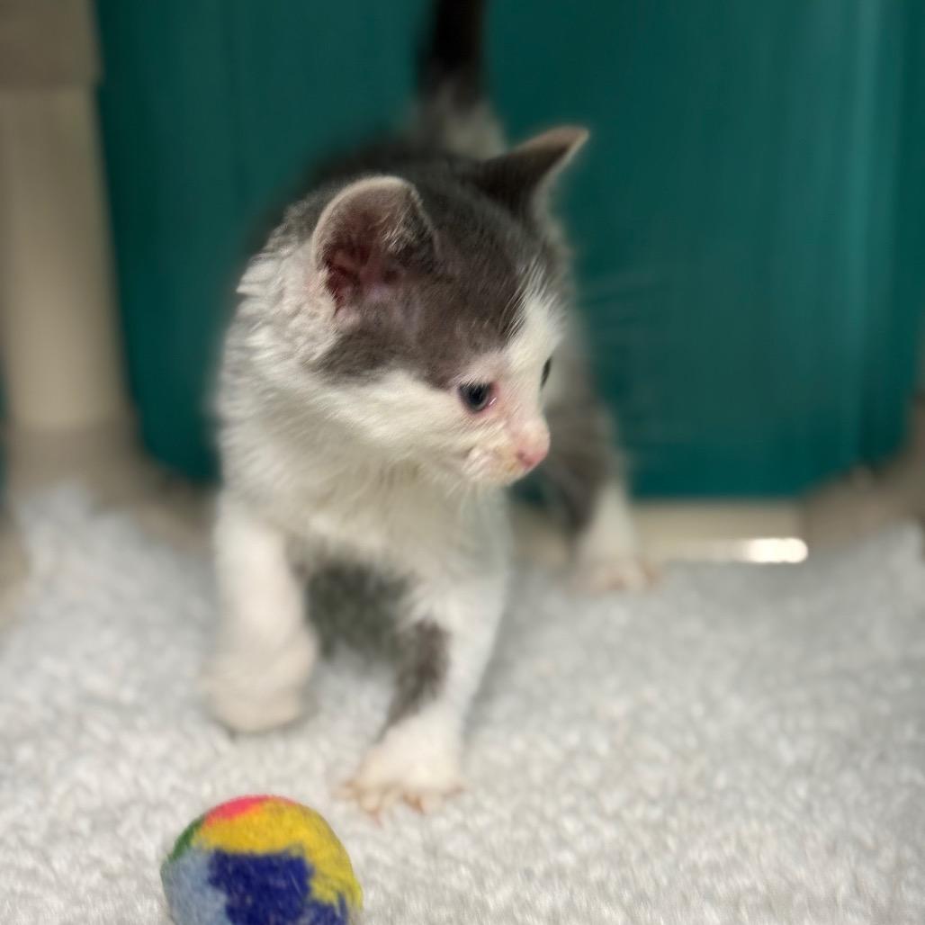 Augustus, a Adoptable Domestic Short Hair in Chariton, IA image 3/4