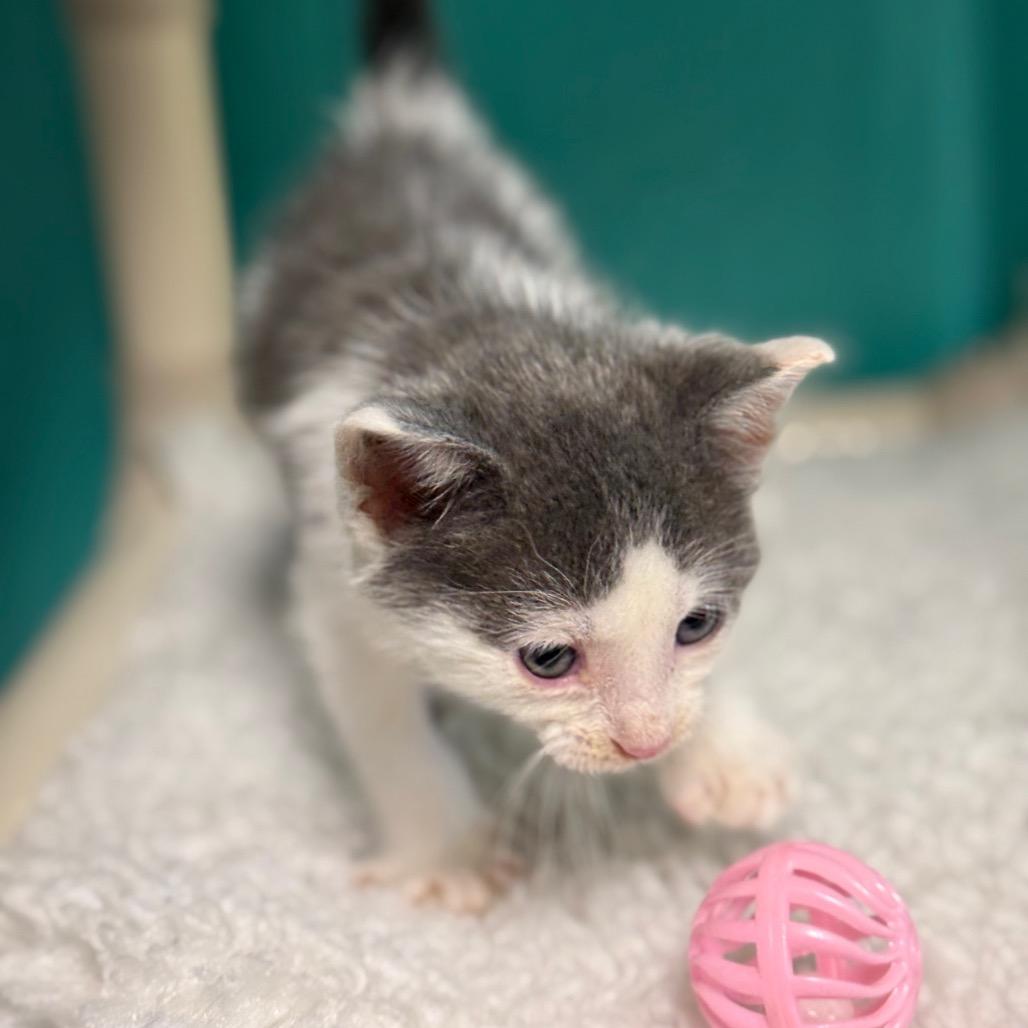 Augustus, a Adoptable Domestic Short Hair in Chariton, IA image 4/4