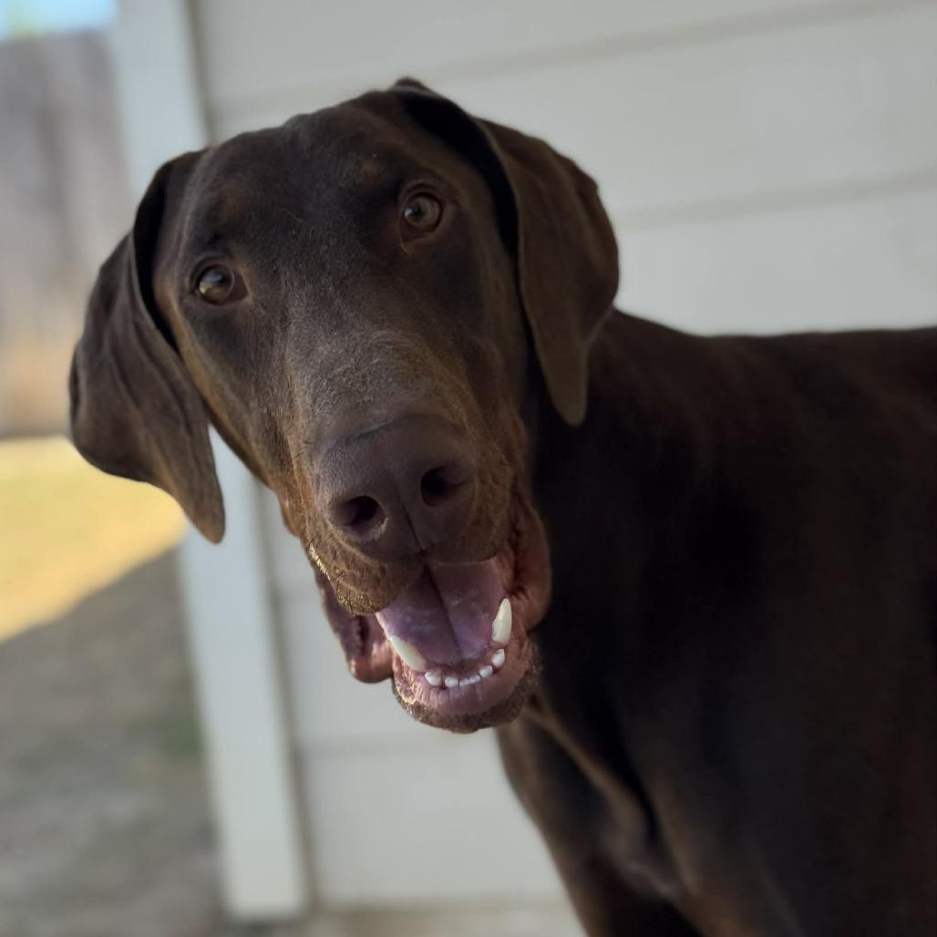 Enlarge Yeager lll YC, a Adoptable Doberman Pinscher in Von Ormy, TX image 6/6