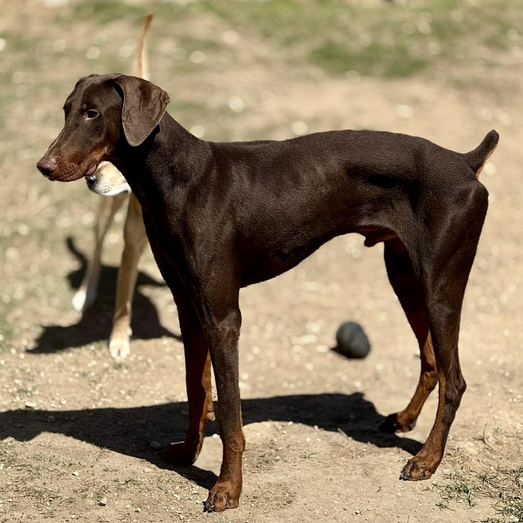 Enlarge Yeager lll YC, a Adoptable Doberman Pinscher in Von Ormy, TX image 5/6