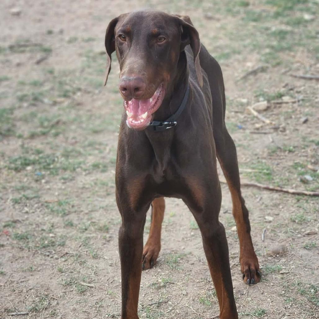 Enlarge Yeager lll YC, a Adoptable Doberman Pinscher in Von Ormy, TX image 4/6