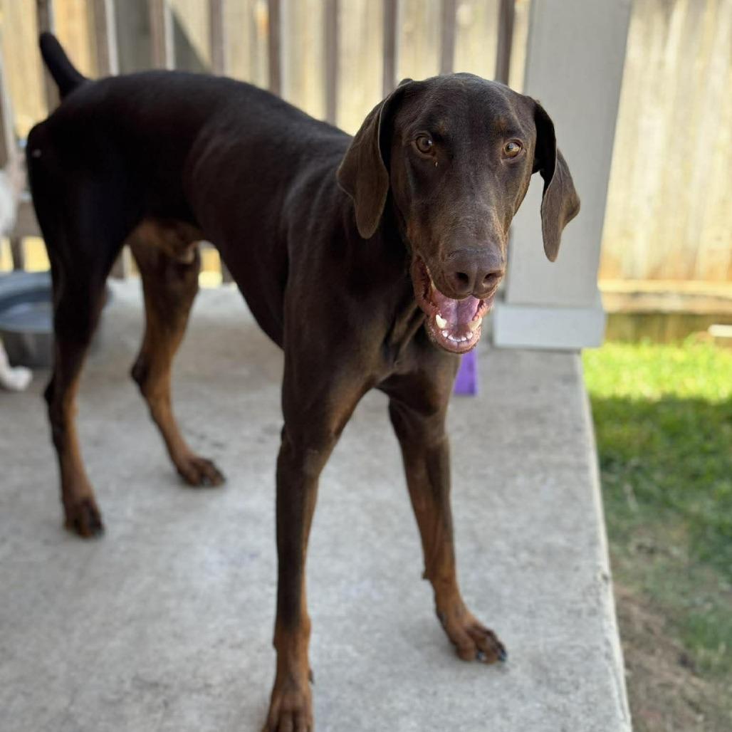 Enlarge Yeager lll YC, a Adoptable Doberman Pinscher in Von Ormy, TX image 3/6