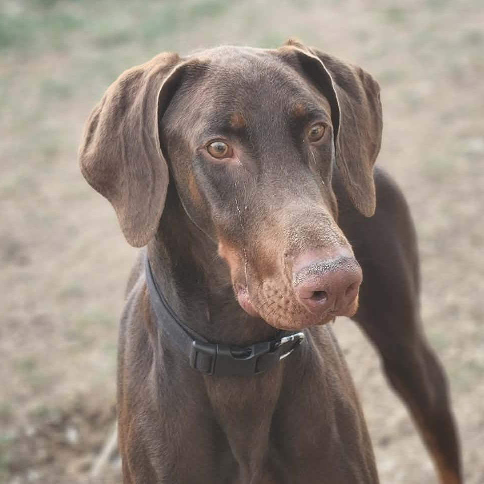 Enlarge Yeager lll YC, a Adoptable Doberman Pinscher in Von Ormy, TX image 2/6