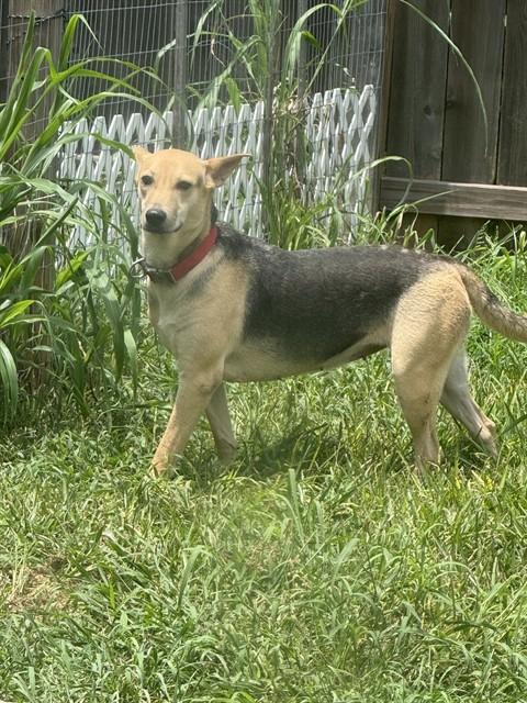 Enlarge LORI, a Adoptable mixed breed in Houston, TX image 1/1