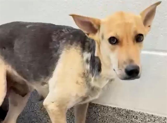 LORI, Adoptable, Young Female German Shepherd Dog & Mixed Breed.