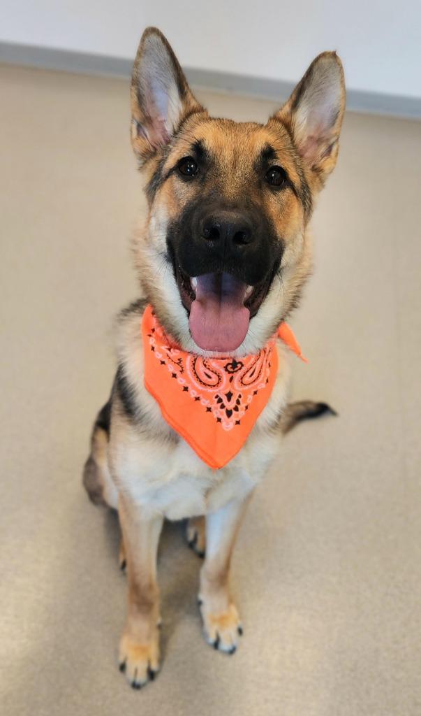 Zeno, Adoptable, Young Male German Shepherd Dog.