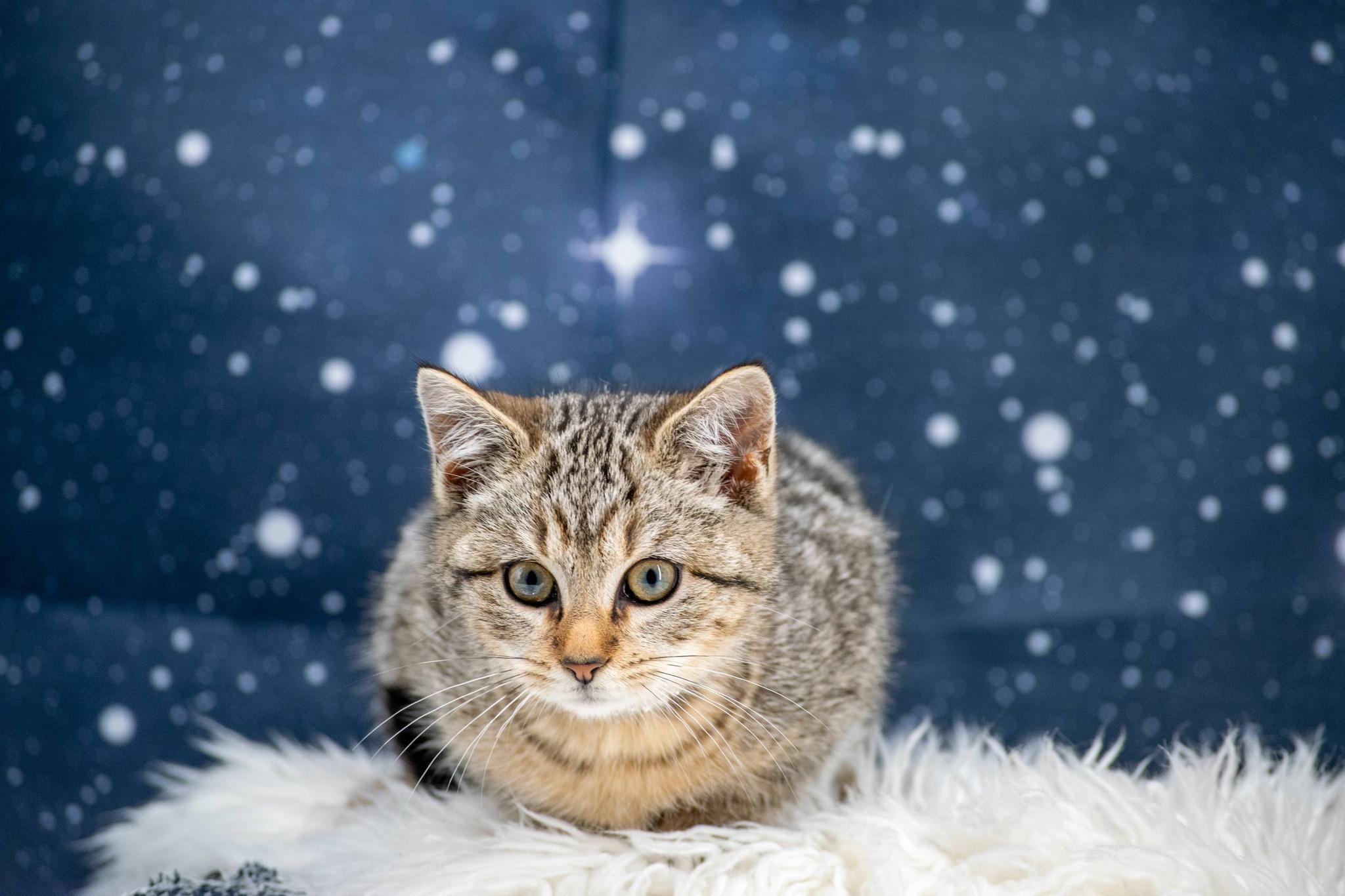 Enlarge Cassiopeia, a ADOPTABLE Domestic Short Hair in Sevierville, TN image 3/4