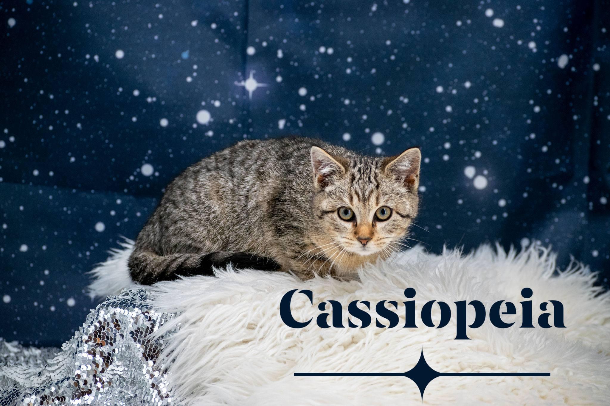 Cassiopeia, ADOPTABLE, Kitten Female Domestic Short Hair.