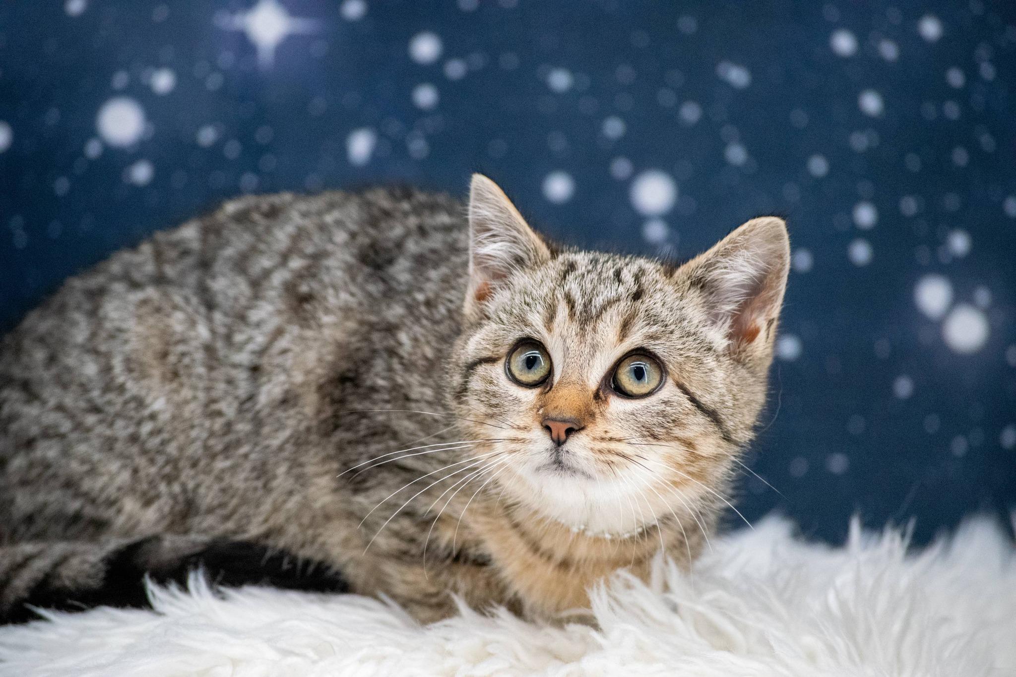 Enlarge Cassiopeia, a ADOPTABLE Domestic Short Hair in Sevierville, TN image 2/4