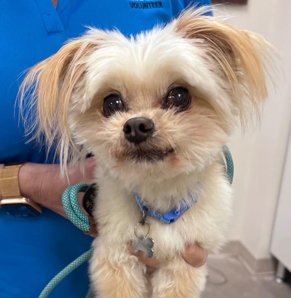 Chester, Adoptable, Senior Male Poodle & Terrier.