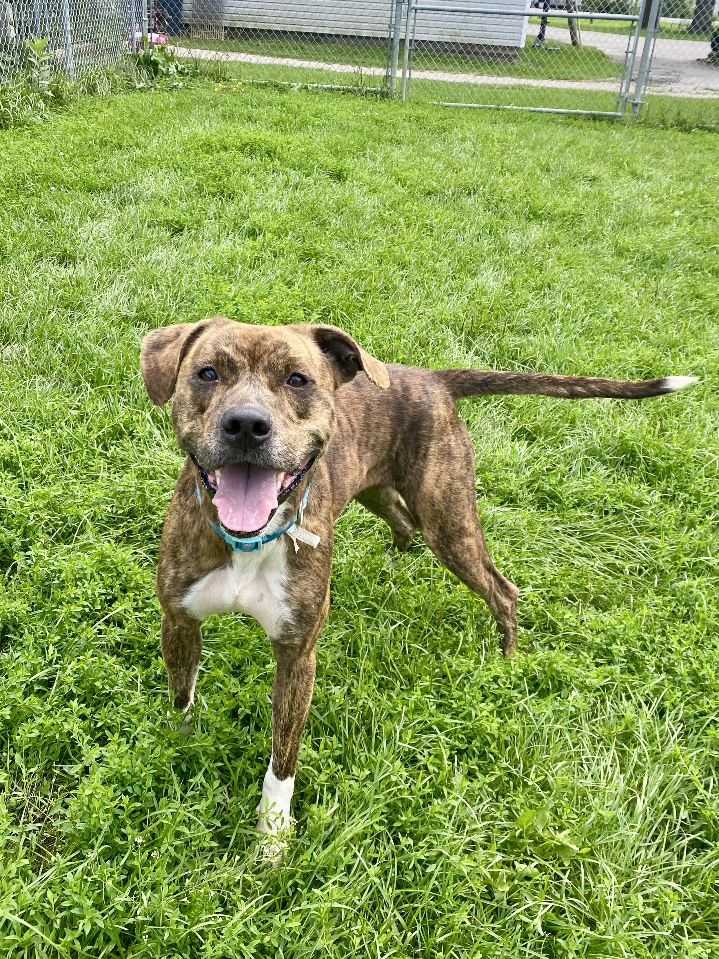 Enlarge Valerie, a Adoptable mixed breed in Ilderton, ON image 4/6