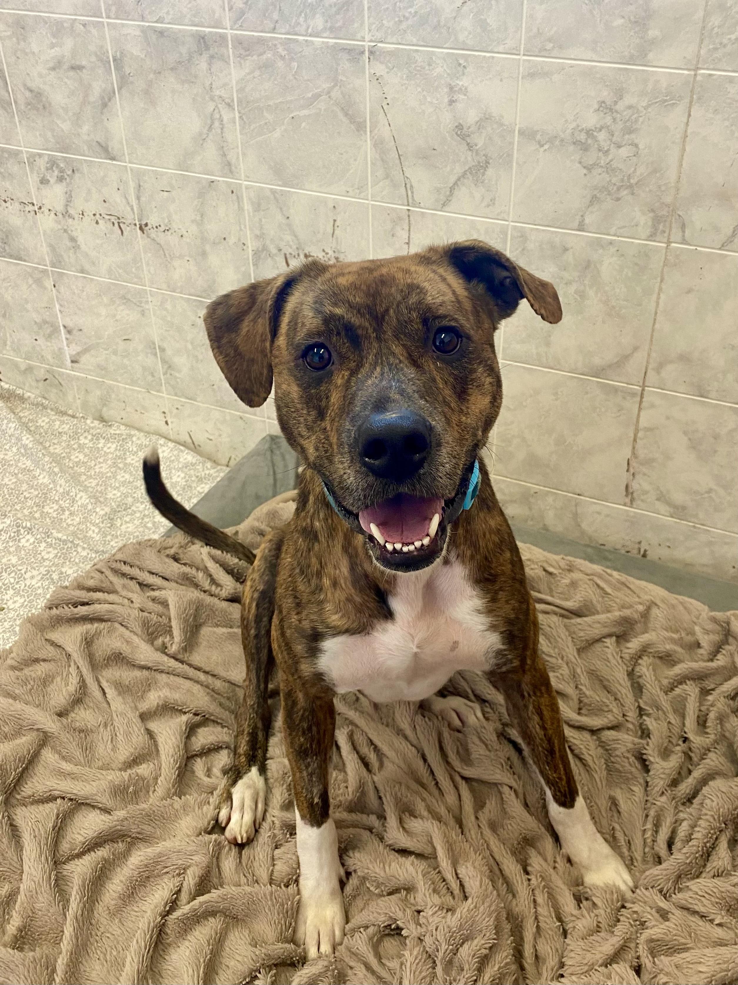 Enlarge Valerie, a Adoptable mixed breed in Ilderton, ON image 5/6