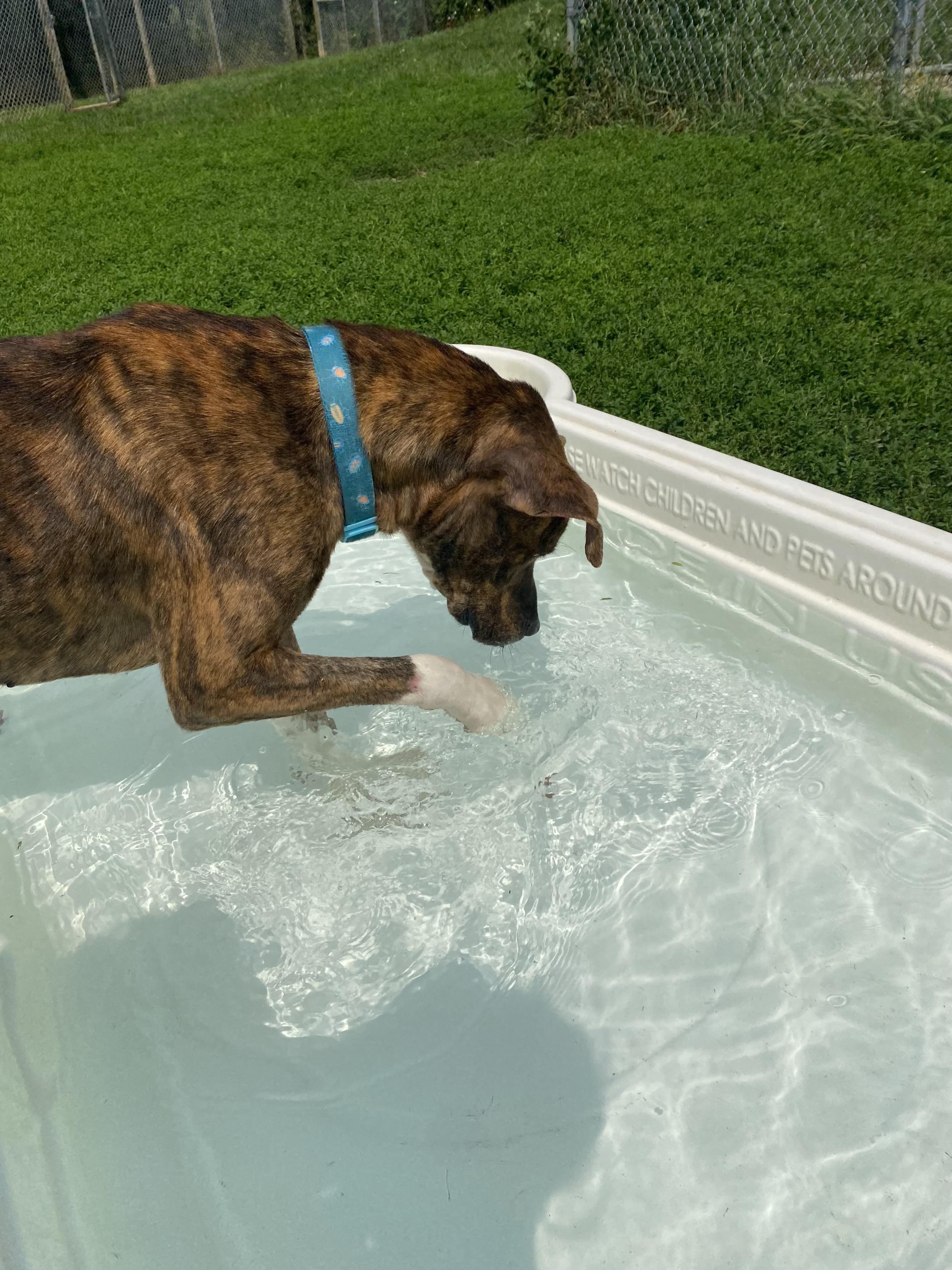 Enlarge Valerie, a Adoptable mixed breed in Ilderton, ON image 6/6