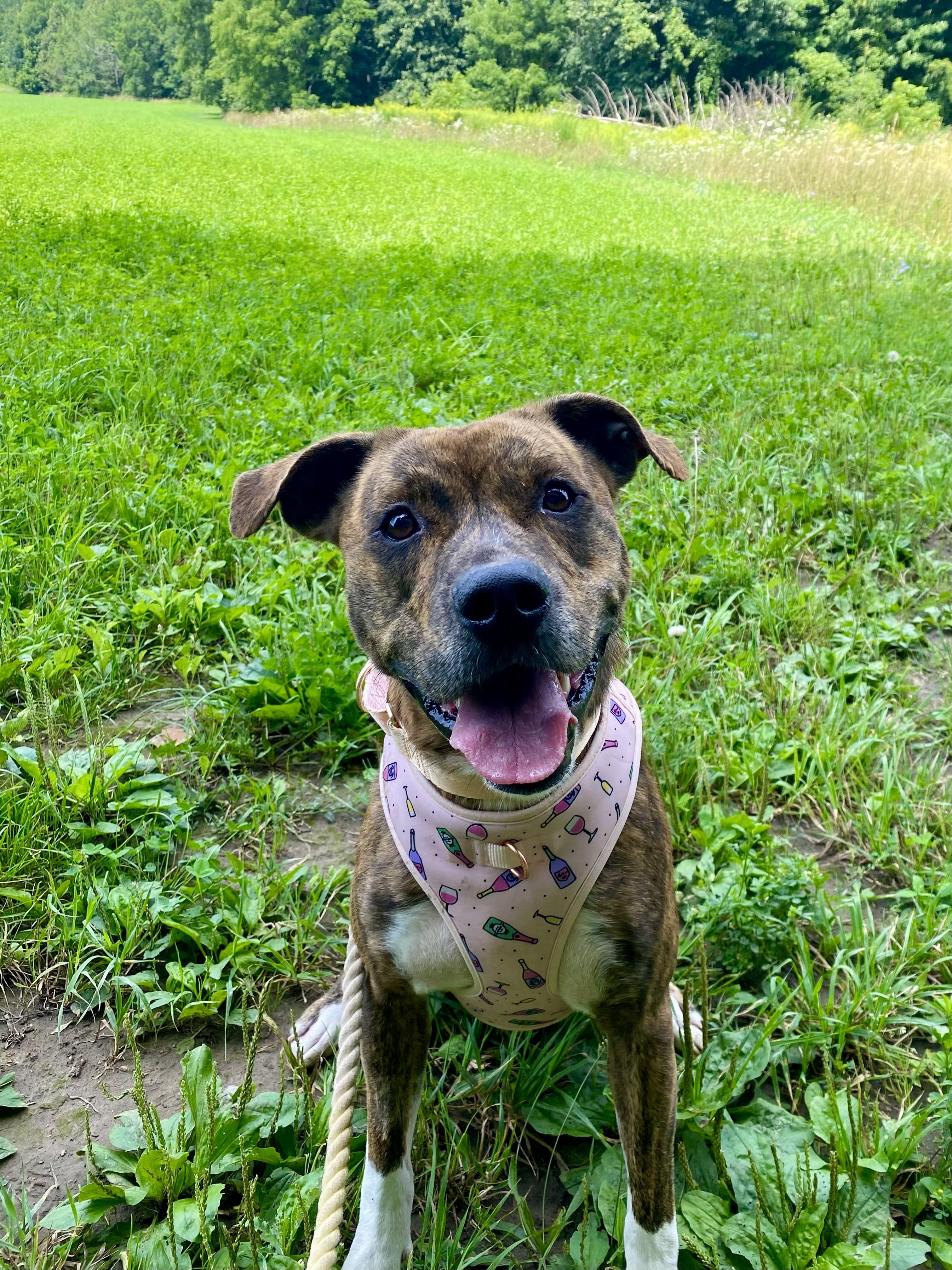 Enlarge Valerie, a Adoptable mixed breed in Ilderton, ON image 3/6