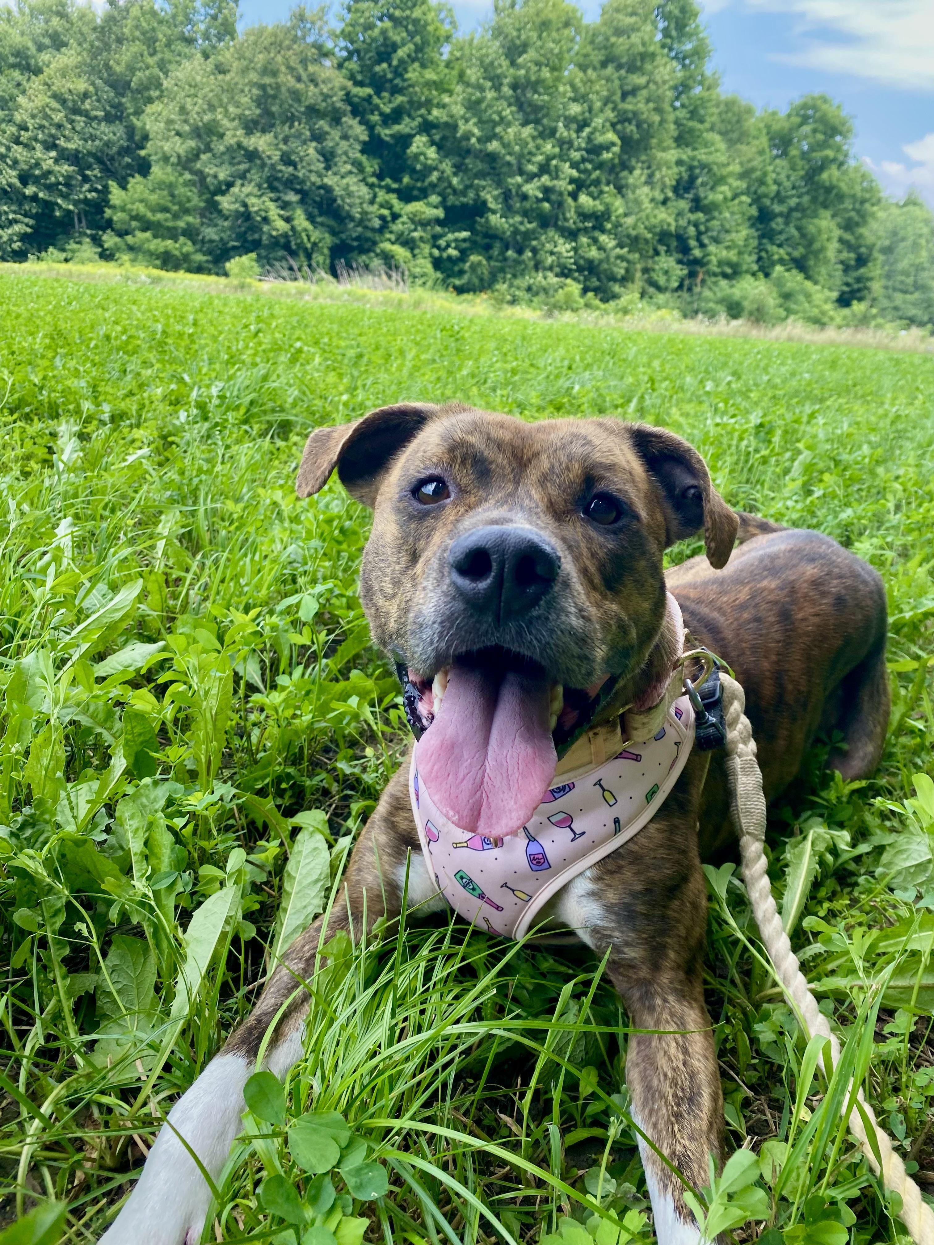 Valerie, Adoptable, Adult Female American Bulldog & Cane Corso.