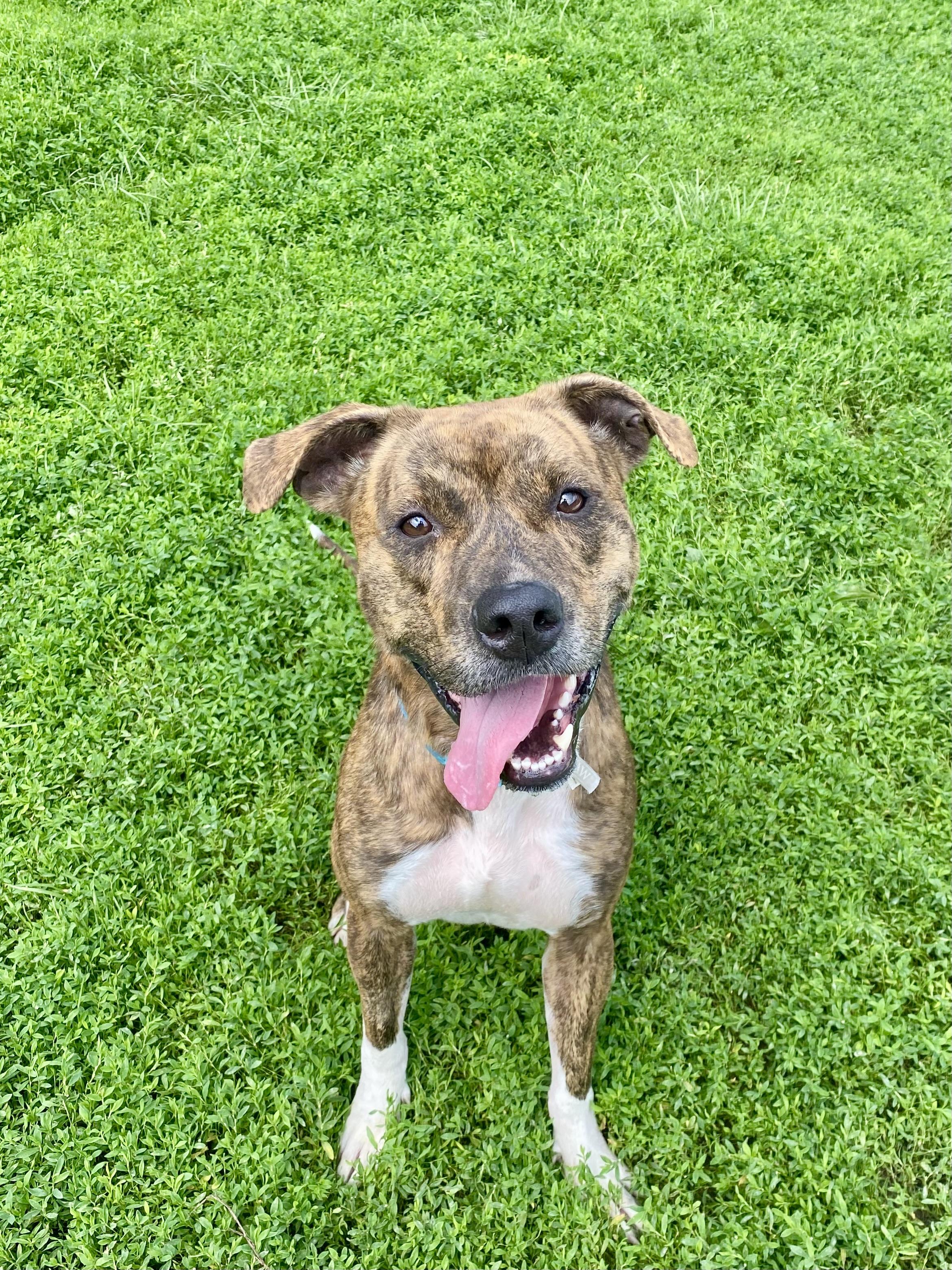 Enlarge Valerie, a Adoptable mixed breed in Ilderton, ON image 2/6