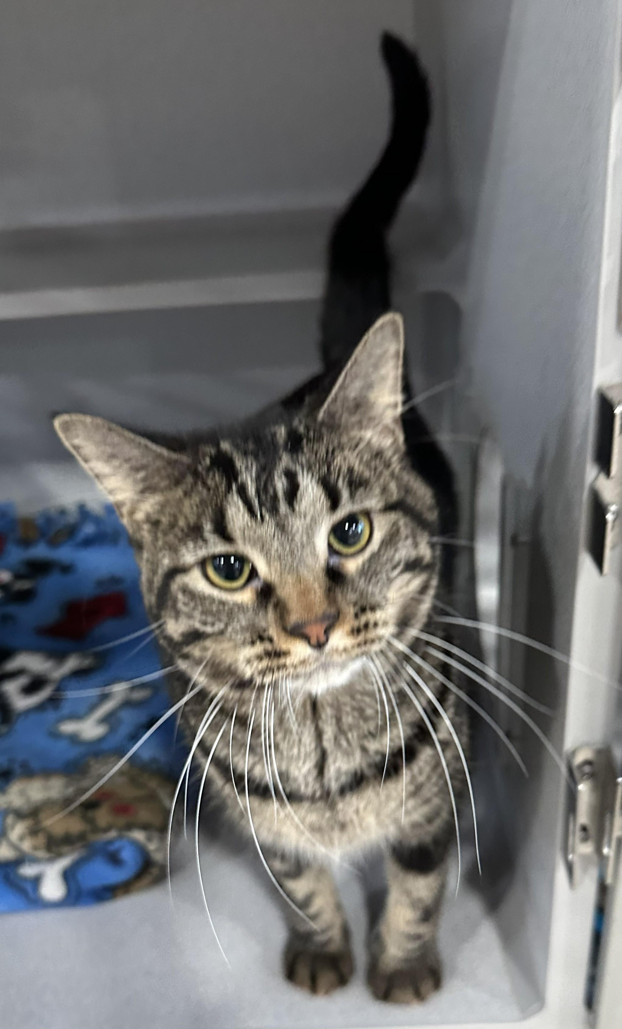 Millie, Adoptable, Adult Female Domestic Short Hair.