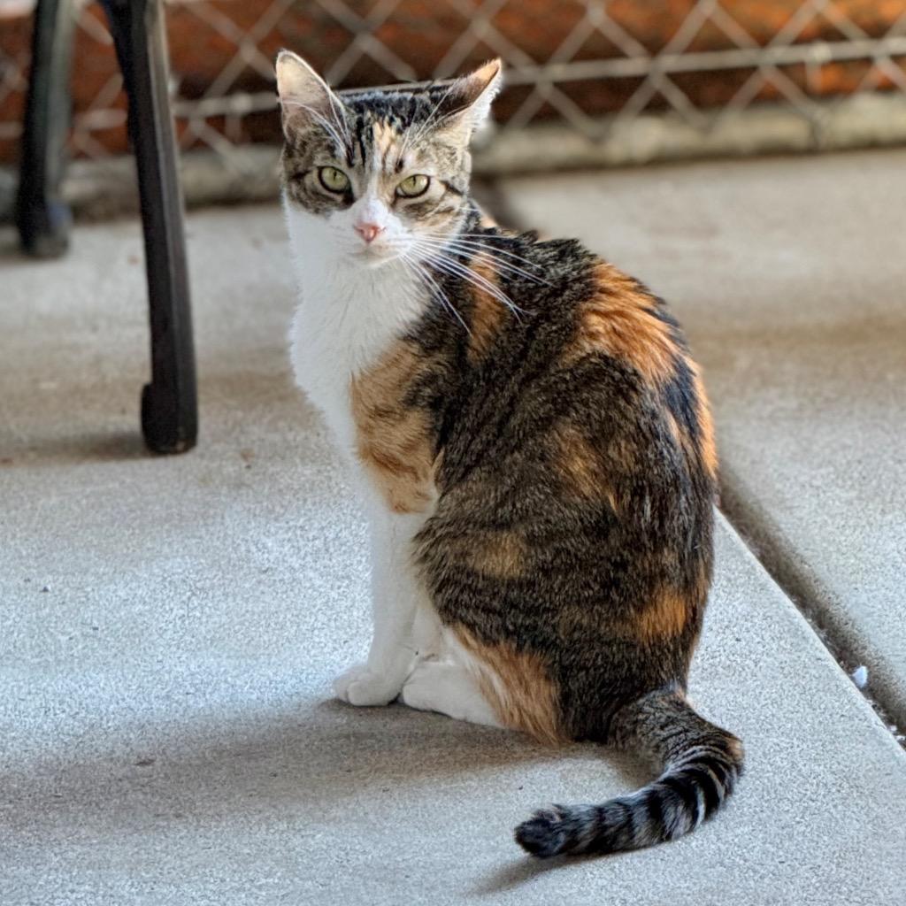 Tasha, Adoptable, Adult Female Domestic Short Hair.