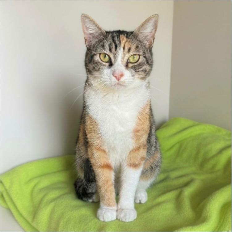Tasha, a Adoptable mixed breed in Cambria, CA image 1/5