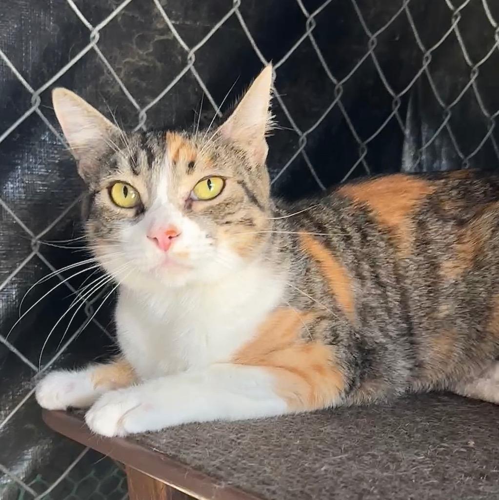 Tasha, a Adoptable mixed breed in Cambria, CA image 2/5