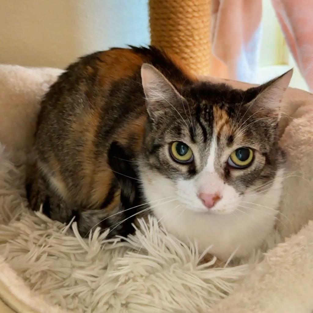 Tasha, a Adoptable mixed breed in Cambria, CA image 3/5