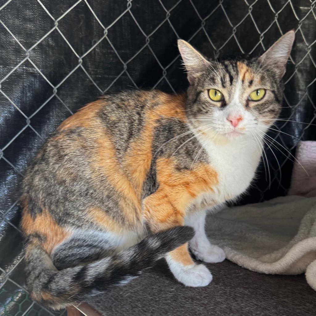 Tasha, a Adoptable mixed breed in Cambria, CA image 4/5