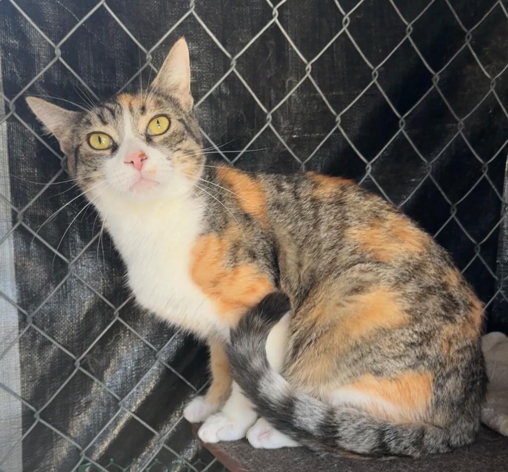 Tasha, a Adoptable mixed breed in Cambria, CA image 5/5