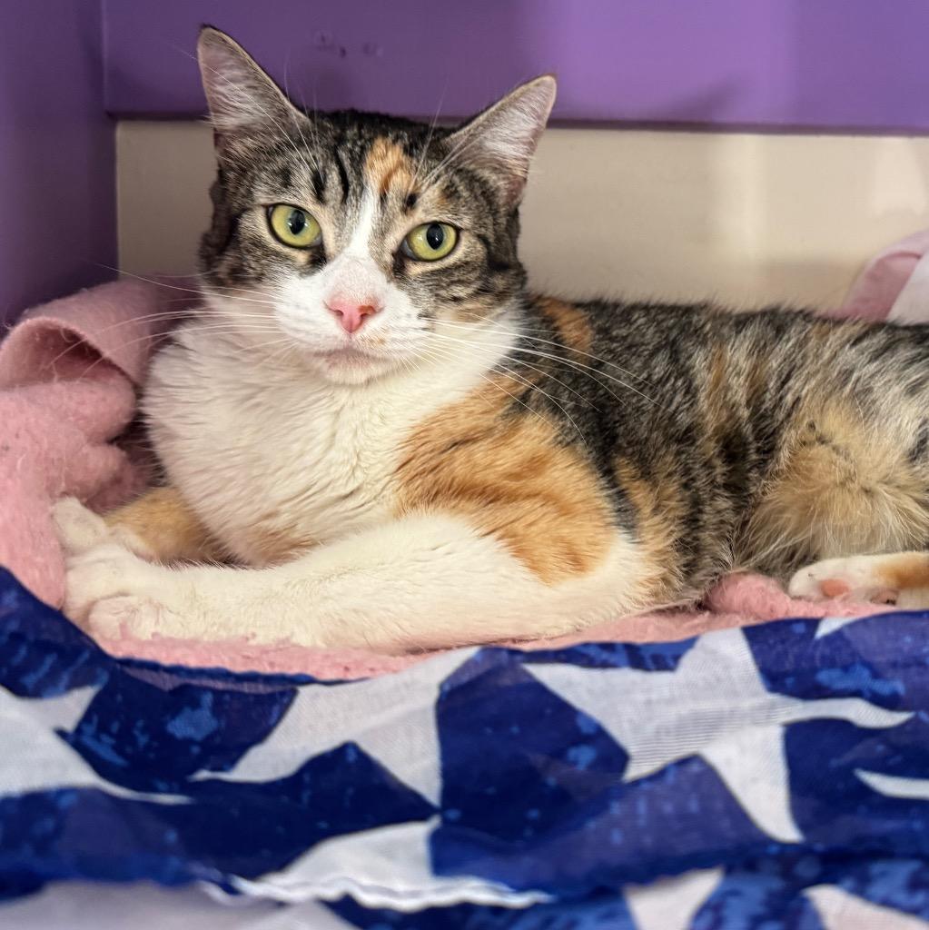 Tasha, a Adoptable mixed breed in Cambria, CA image 6/6