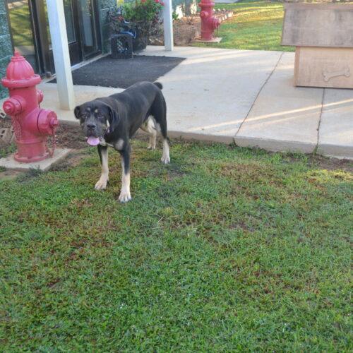 Enlarge Clare, a Adoptable Cane Corso in Jackson, LA image 1/3