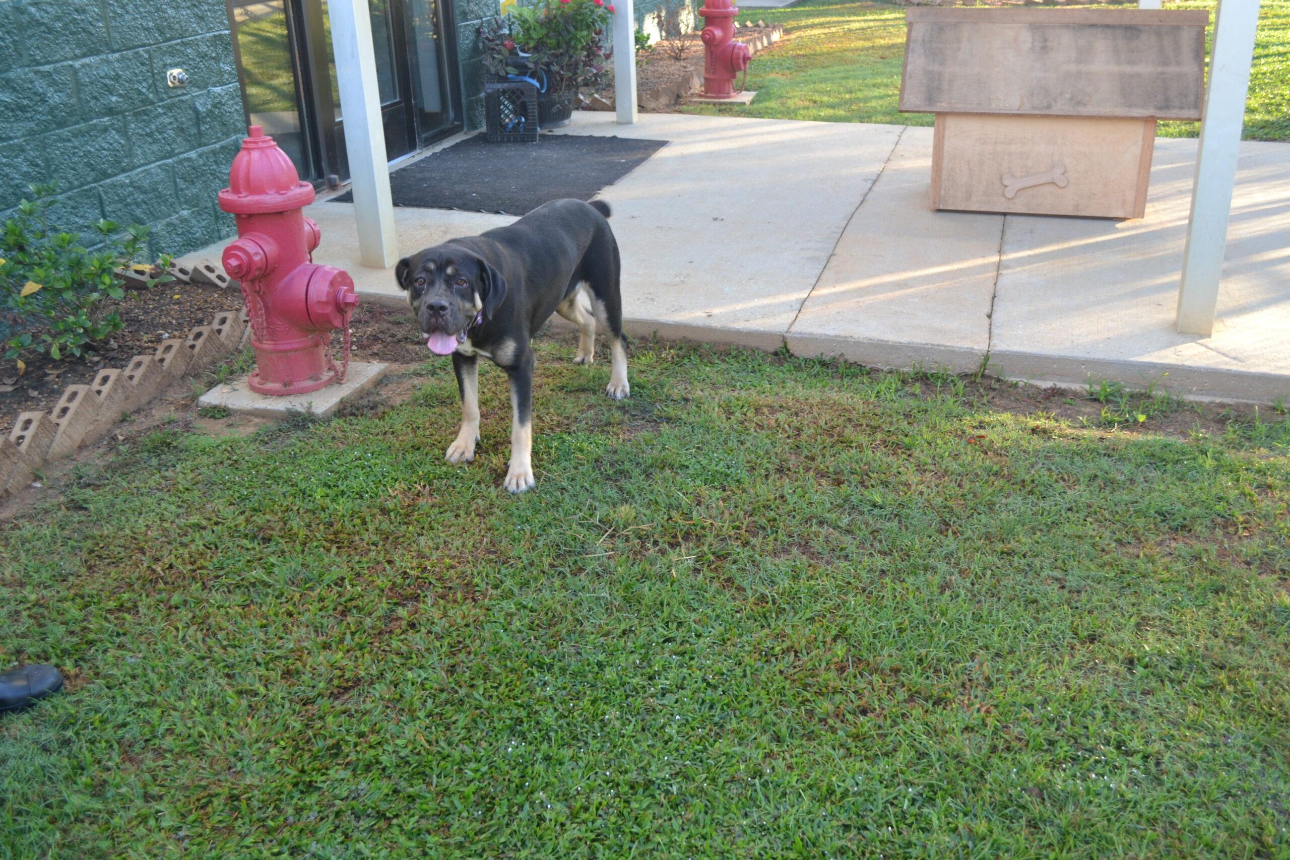 Enlarge Clare, a Adoptable Cane Corso in Jackson, LA image 2/3