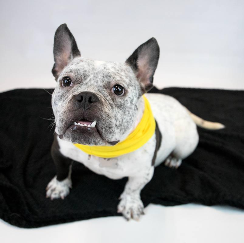 Enlarge Tegan, an adoptable mixed breed in Kennesaw, GA image 2/6