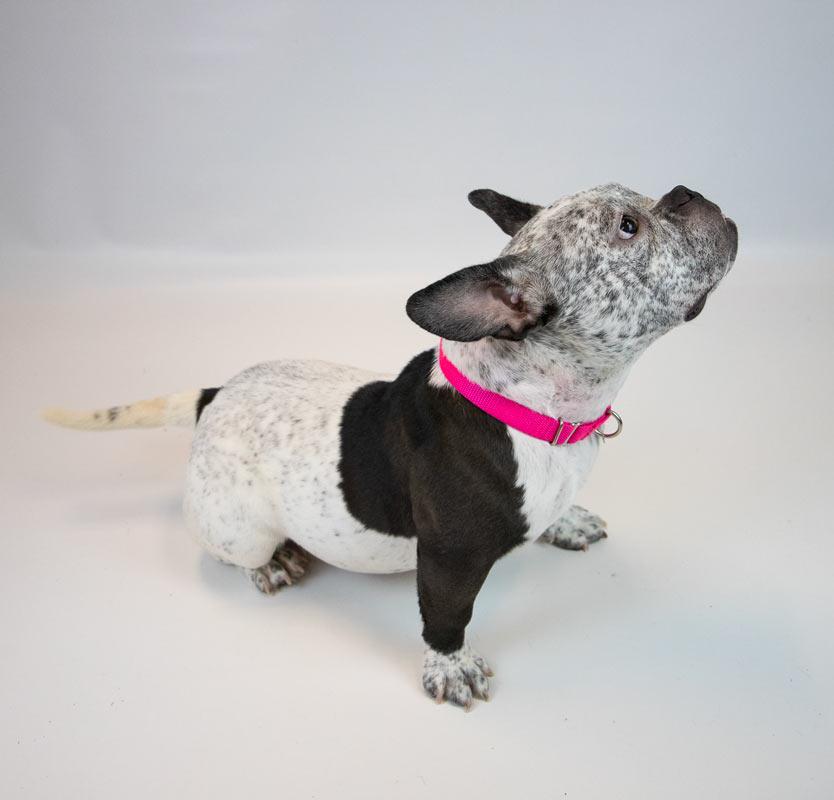 Enlarge Tegan, an adoptable mixed breed in Kennesaw, GA image 3/6