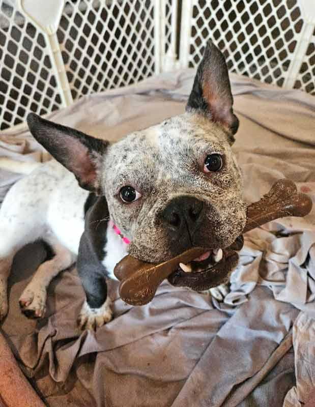 Enlarge Tegan, an adoptable mixed breed in Kennesaw, GA image 5/6