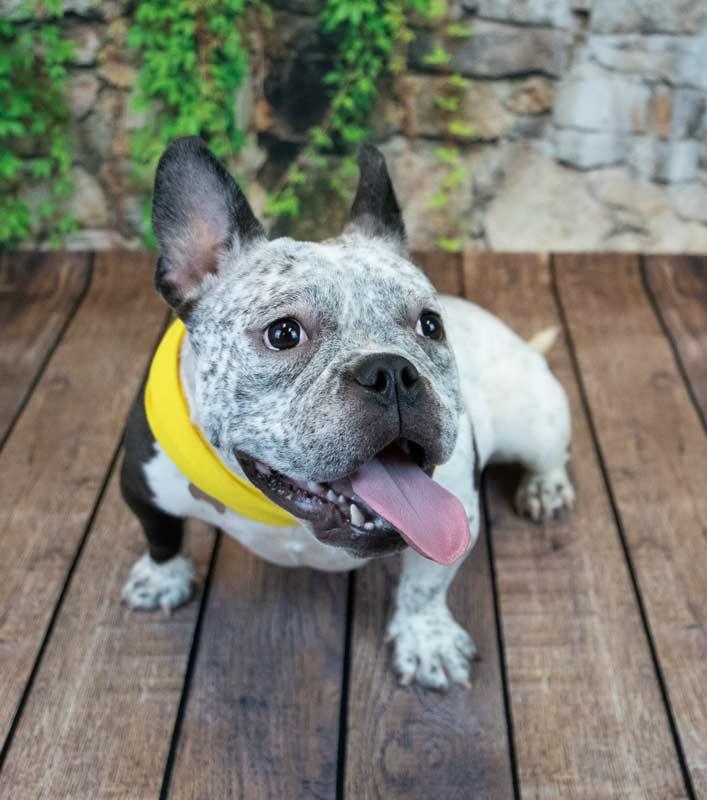 Enlarge Tegan, an adoptable mixed breed in Kennesaw, GA image 6/6