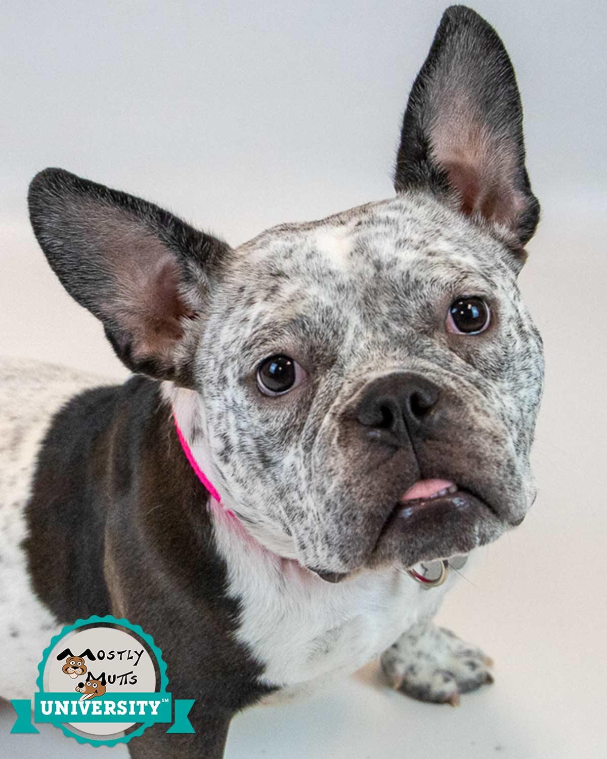 Tegan, adoptable, Young Female Bulldog.