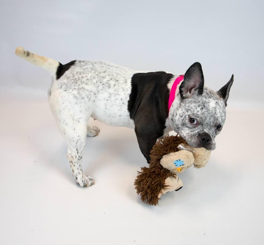 Enlarge Tegan, an adoptable mixed breed in Kennesaw, GA image 4/6