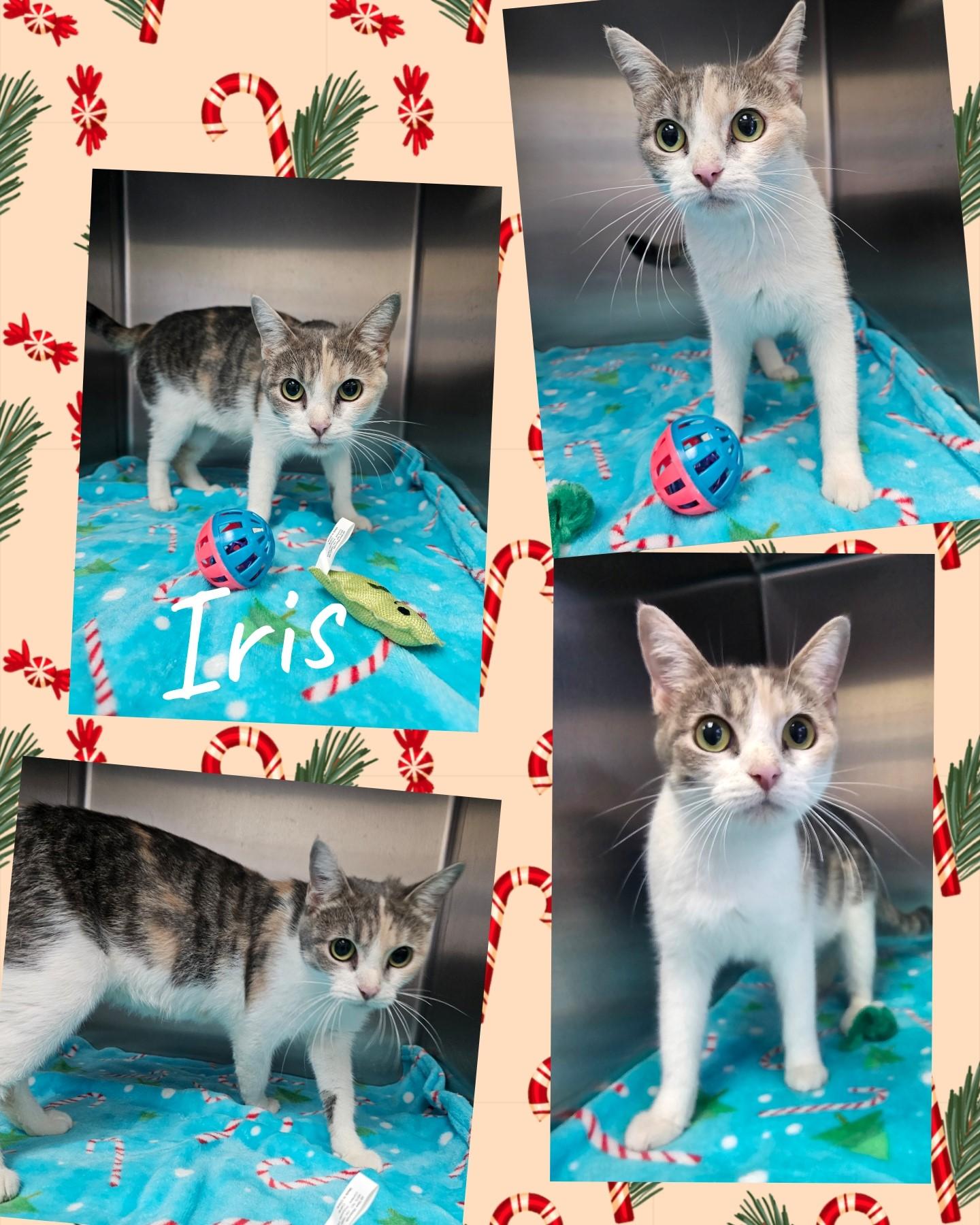 Iris, Adoptable, Adult Female Domestic Short Hair.