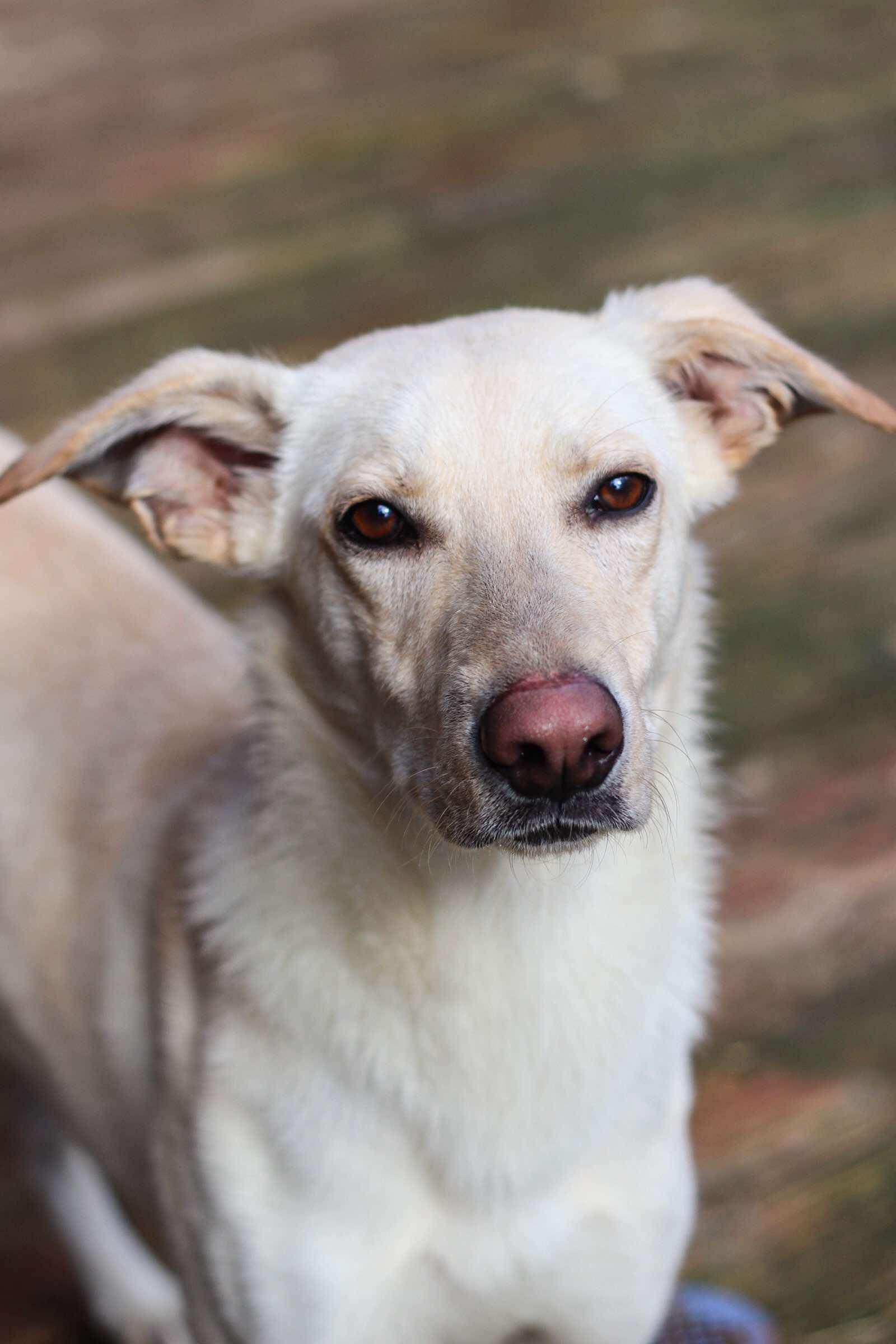 June Bug, a Adoptable mixed breed in Toledo, OH image 1/3