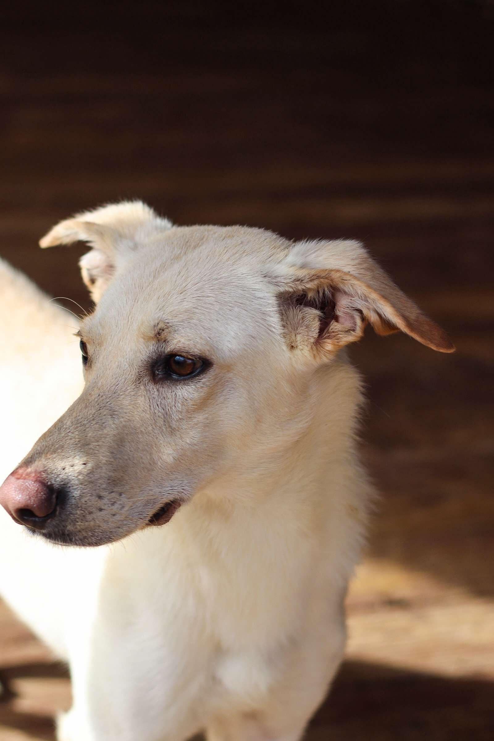 June Bug, a Adoptable mixed breed in Toledo, OH image 2/3