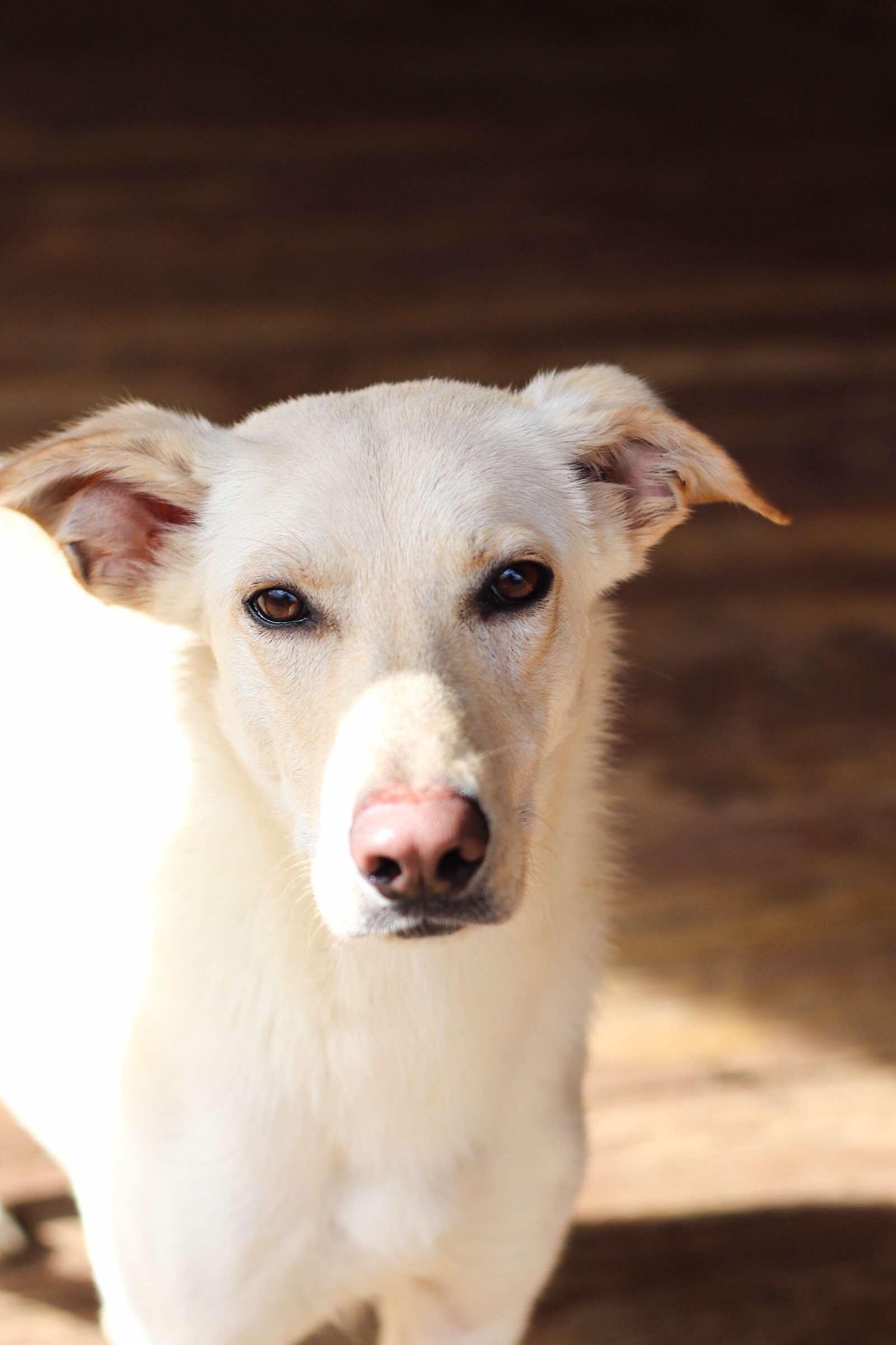 June Bug, a Adoptable mixed breed in Toledo, OH image 3/3