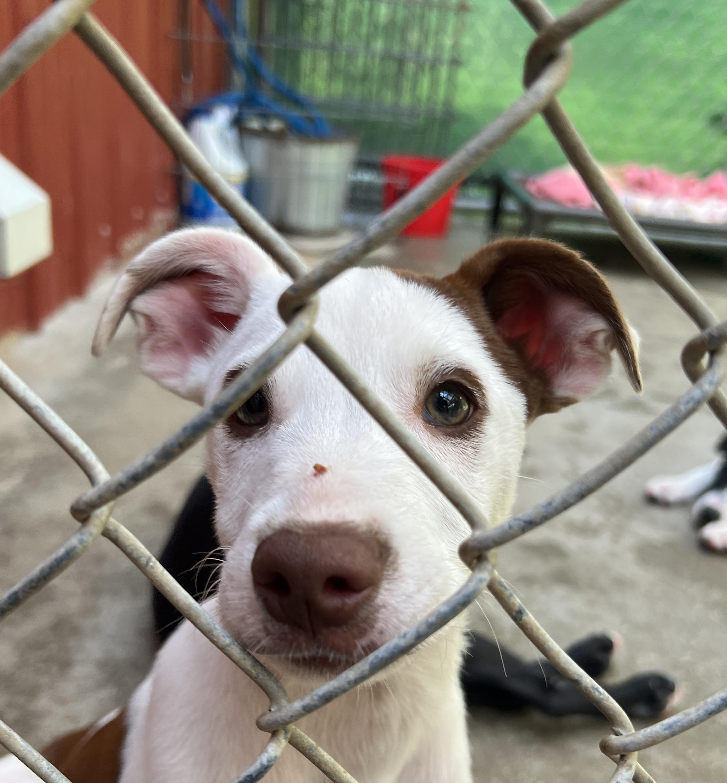 Ratatouille, Baby Male Terrier