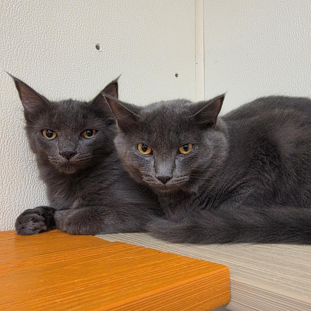 Enlarge Brody Dalle, a Adoptable Domestic Short Hair in Oshkosh, WI image 1/6