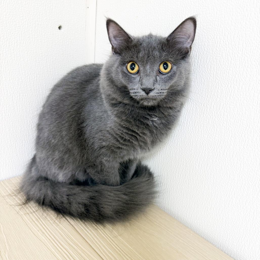 Enlarge Brody Dalle, a Adoptable Domestic Short Hair in Oshkosh, WI image 2/6