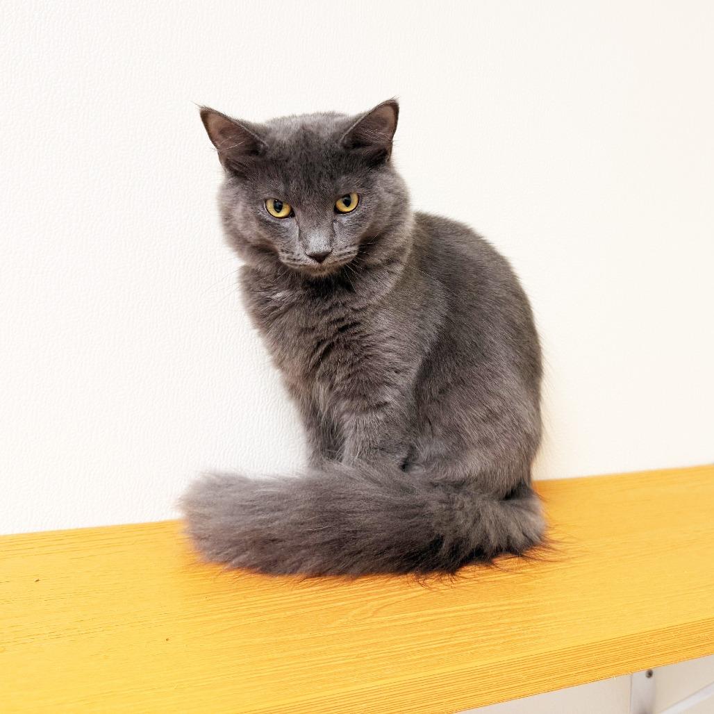 Enlarge Brody Dalle, a Adoptable Domestic Short Hair in Oshkosh, WI image 3/6