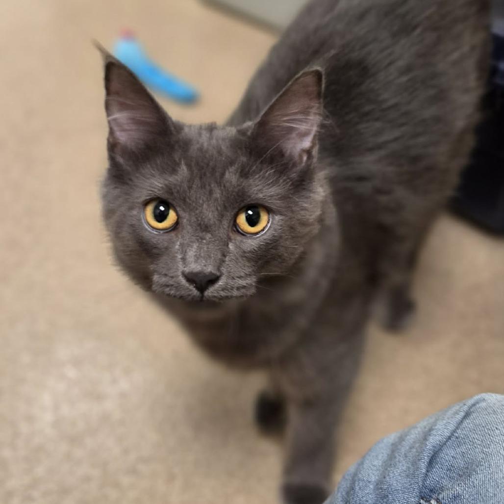 Enlarge Brody Dalle, a Adoptable Domestic Short Hair in Oshkosh, WI image 4/6